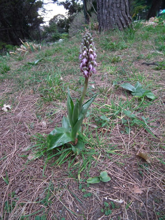 Himantoglossum robertianum (Loisel.) Belforge