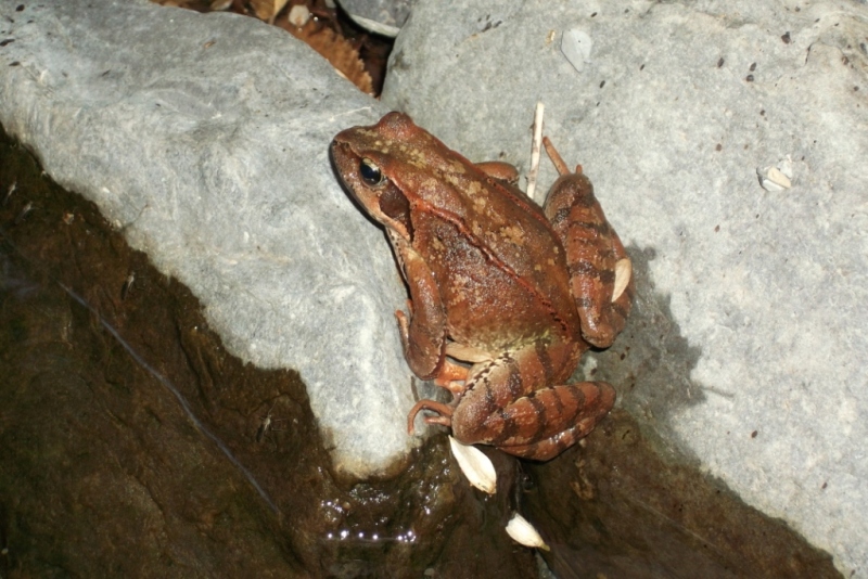 Rana rossa - Rana temporaria, Rana italica