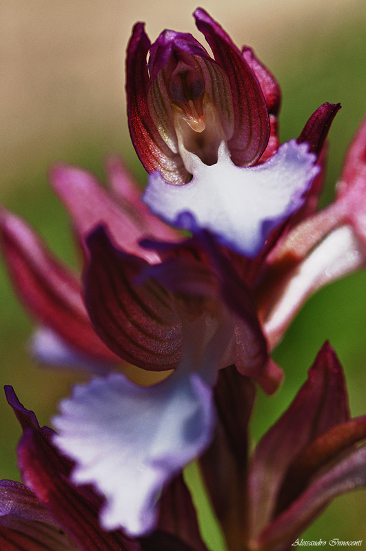 Orchis Anacamptis Papilionacea?