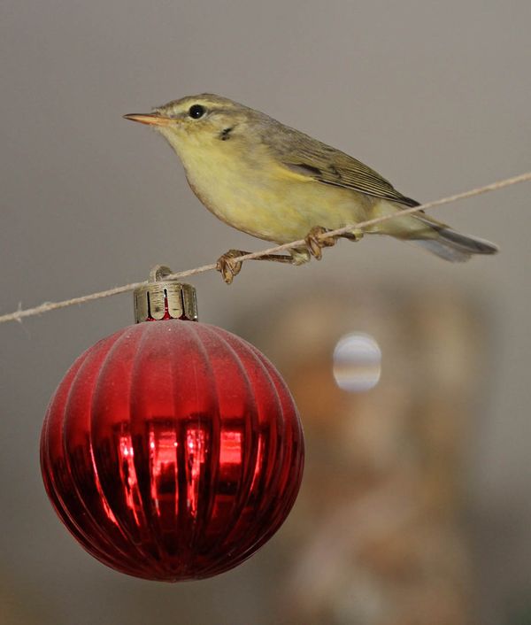 Willow warbler?