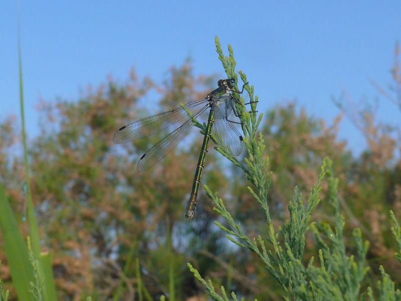 Lestes sponsa? - No, Lestes dryas (femmina)