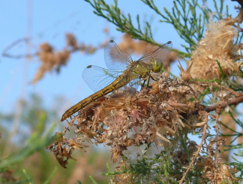 Aeshnidae? ma che e''? - Sympetrum meridionale