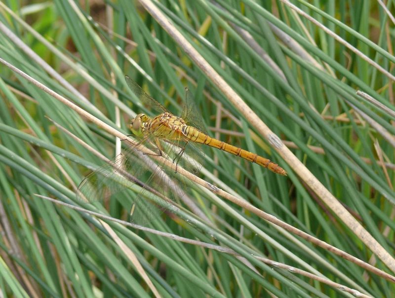 Aeshnidae? ma che e''? - Sympetrum meridionale