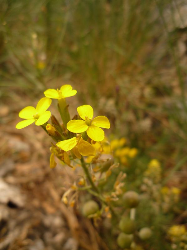 Alyssoides utriculata