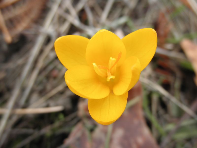 Crocus flavus