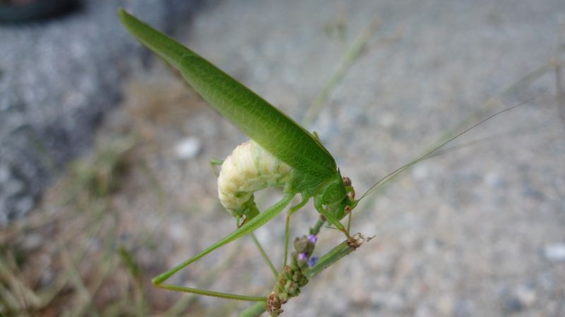 id della Grecia - Phaneroptera nana