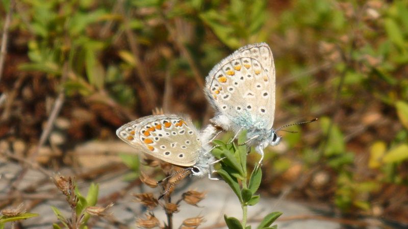 Lycanidae ma che  sono?(Dalla Grecia)