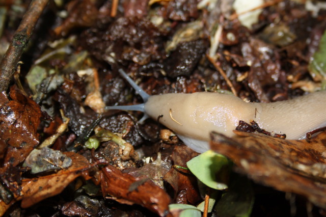 Gestroa (Limax) strobeli? - o Limax di testa blu?