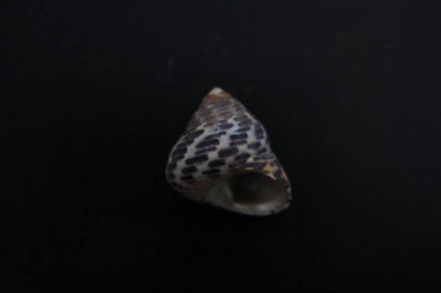 Osilinus turbinatus?