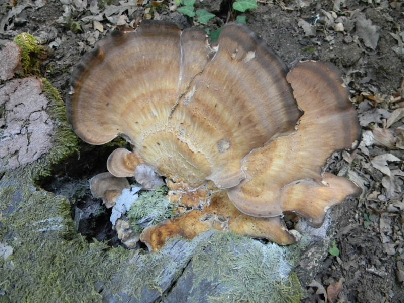 Meripilus giganteus ? fotog .il 24.08.2010.