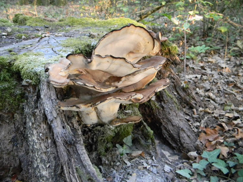 Meripilus giganteus ? fotog .il 24.08.2010.