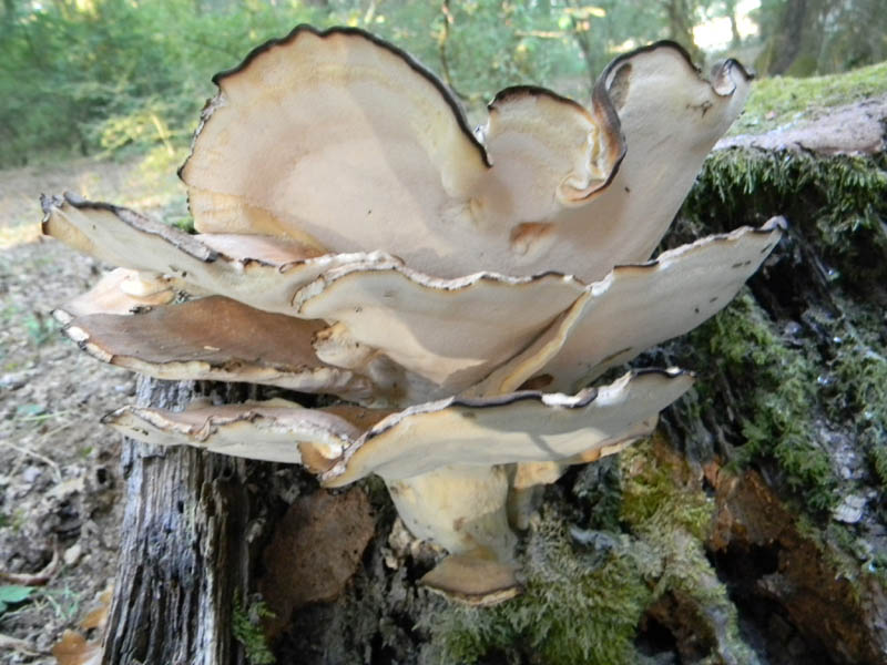 Meripilus giganteus ? fotog .il 24.08.2010.