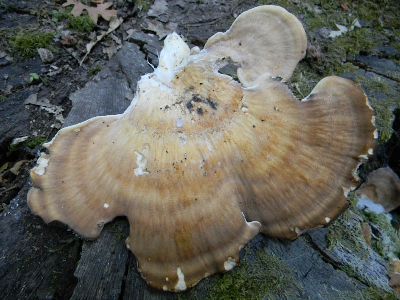 Meripilus giganteus ? fotog .il 24.08.2010.