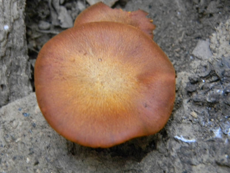 Omphalotus olearius fotog. il 24.08.2010.