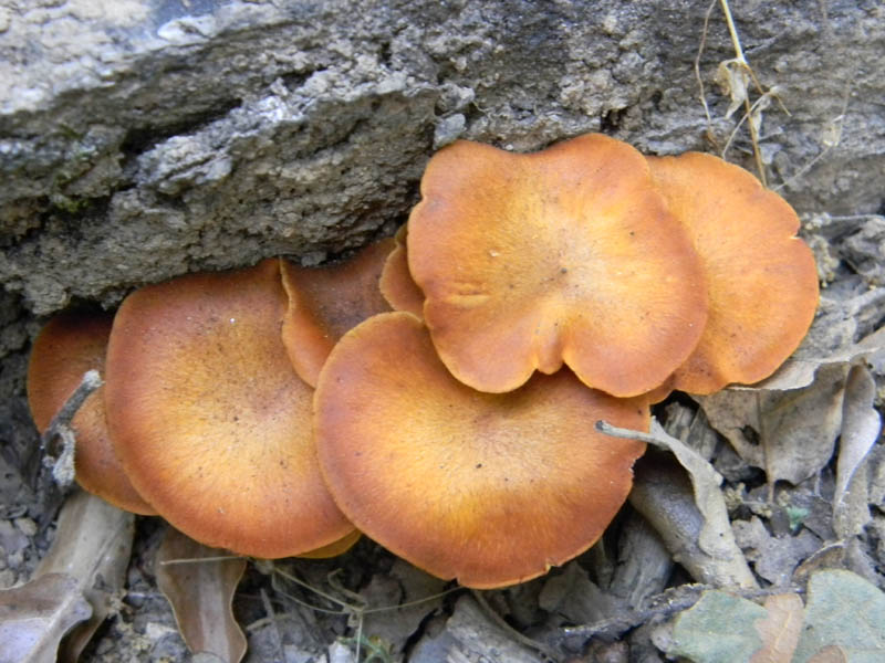 Omphalotus olearius fotog. il 24.08.2010.