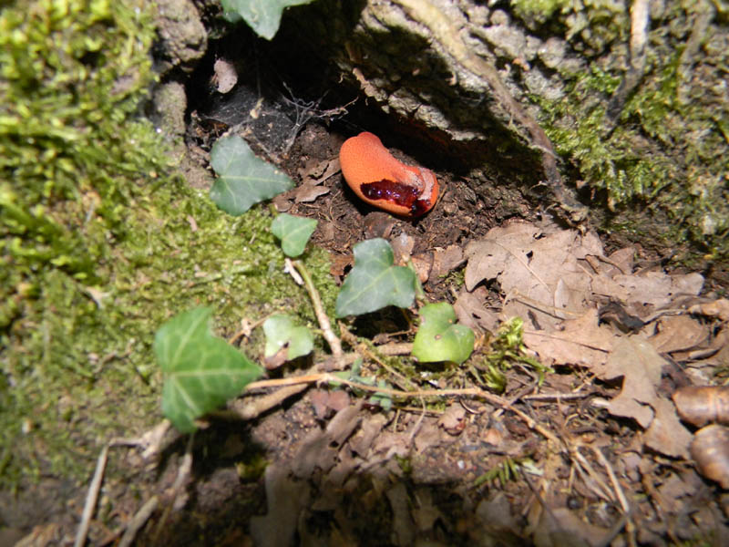 Fistulina hepatica fotog. il 24.08.2010.