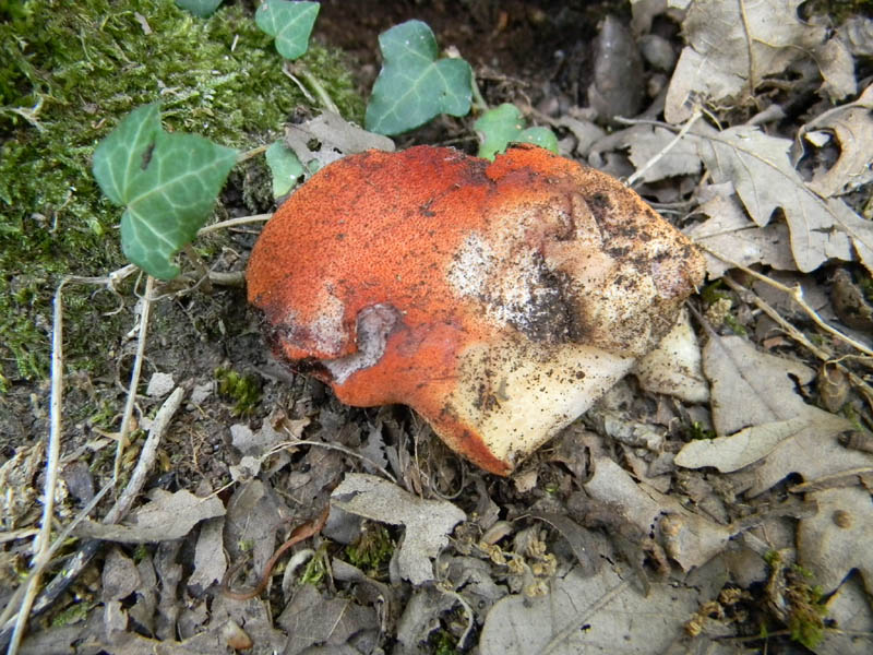 Fistulina hepatica fotog. il 24.08.2010.