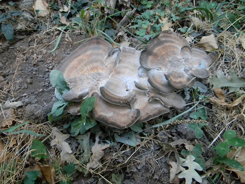 Meripilus giganteus fotog. il 27.08.2010.