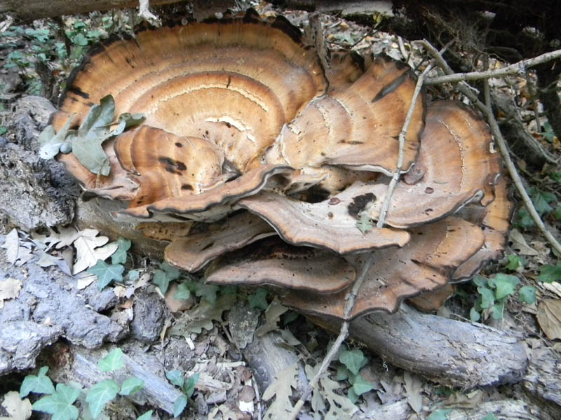 Meripilus giganteus fotog. il 27.08.2010.