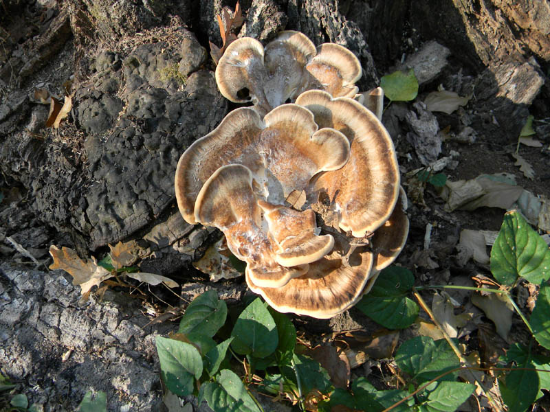 Meripilus giganteus fotog. il 27.08.2010.