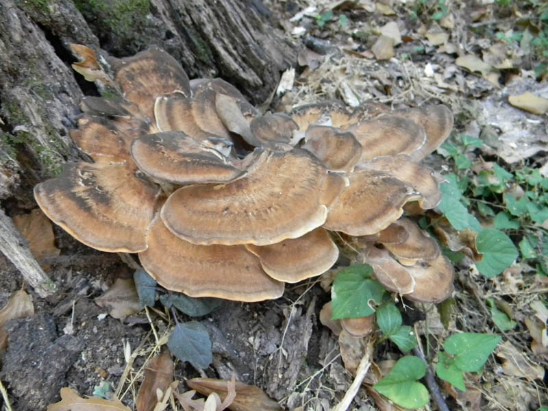 Meripilus giganteus fotog. il 27.08.2010.