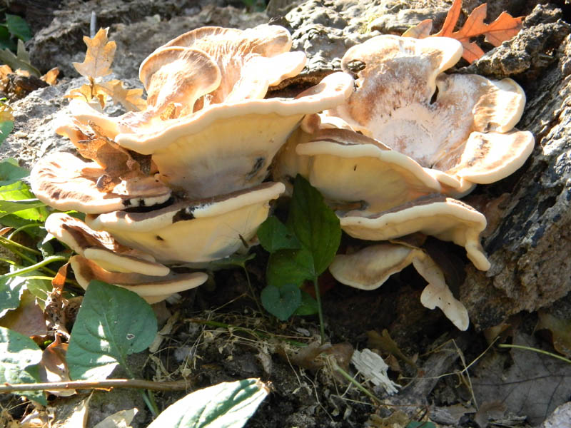 Meripilus giganteus fotog. il 27.08.2010.