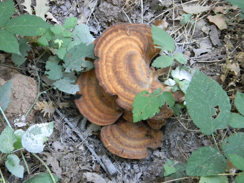 Meripilus giganteus fotog. il 27.08.2010.