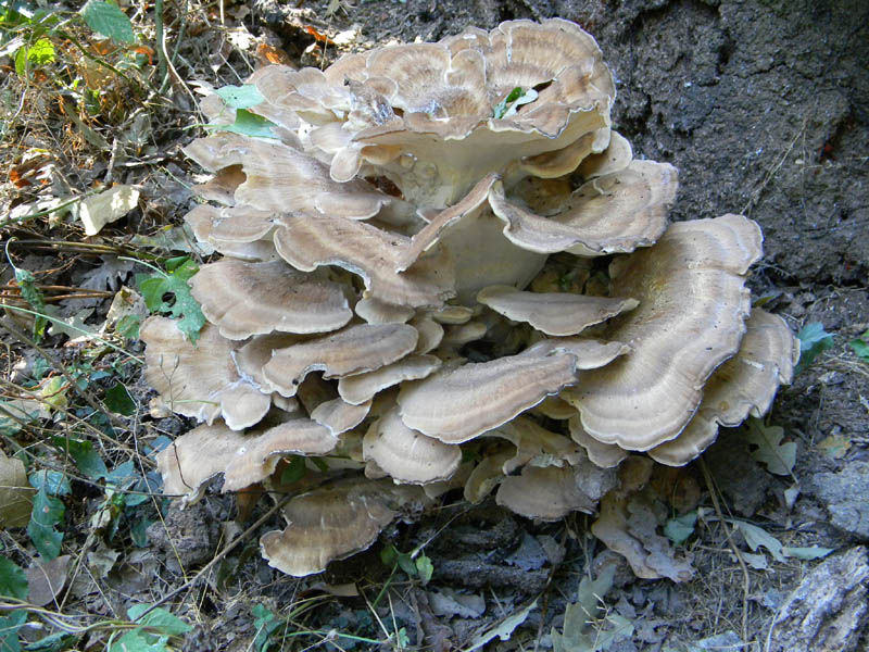 Meripilus giganteus fotog. il 27.08.2010.