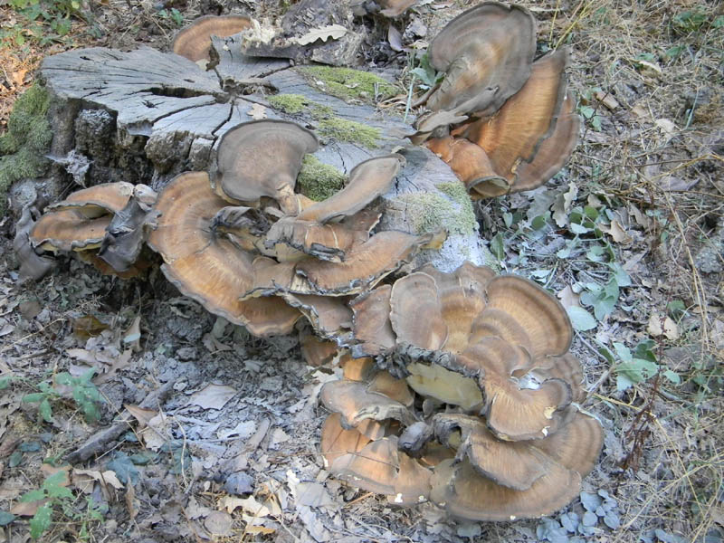 Meripilus giganteus fotog. il 27.08.2010.