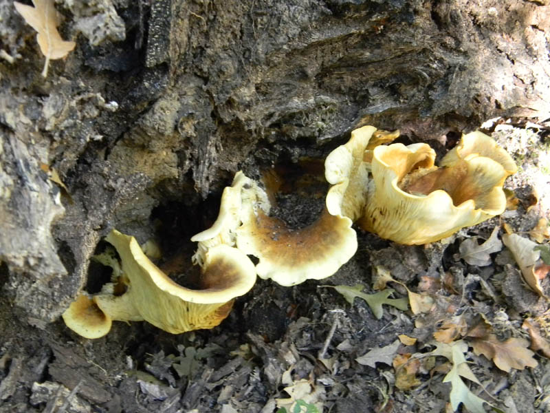 Pleurotus cornucopiae fotog. il27.08.2010.