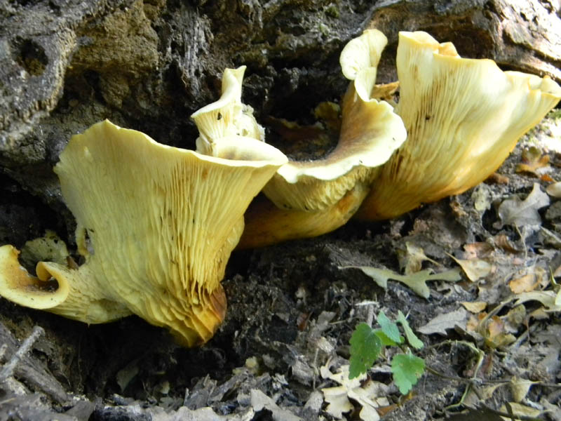 Pleurotus cornucopiae fotog. il27.08.2010.