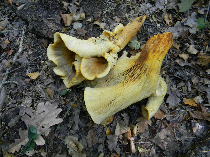 Pleurotus cornucopiae fotog. il27.08.2010.