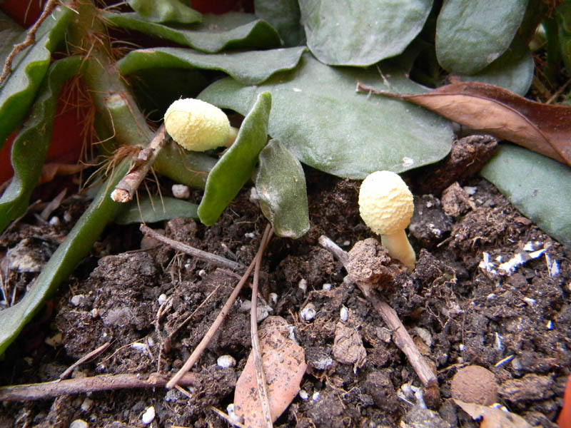 Leucocoprinus birnbaumii fotog.il 30/31.08.2010.