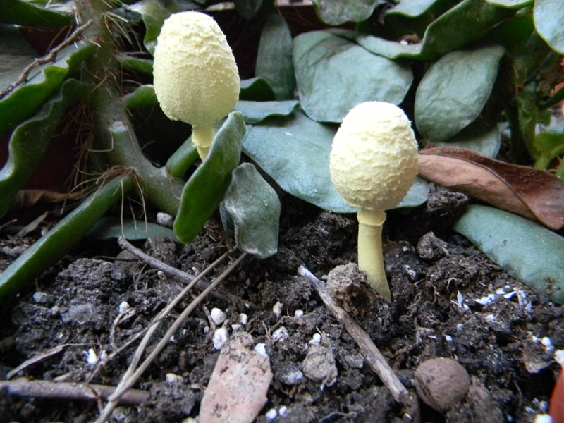 Leucocoprinus birnbaumii fotog.il 30/31.08.2010.