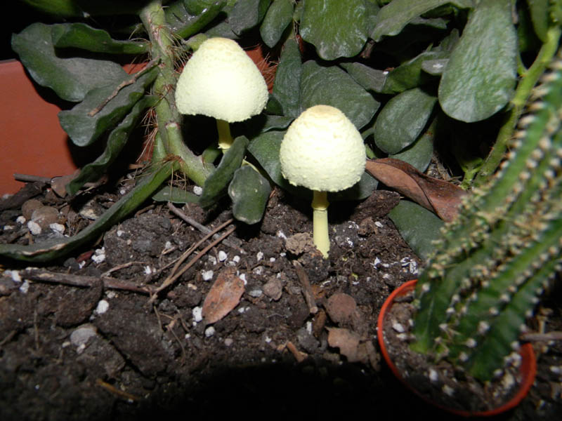 Leucocoprinus birnbaumii fotog.il 30/31.08.2010.