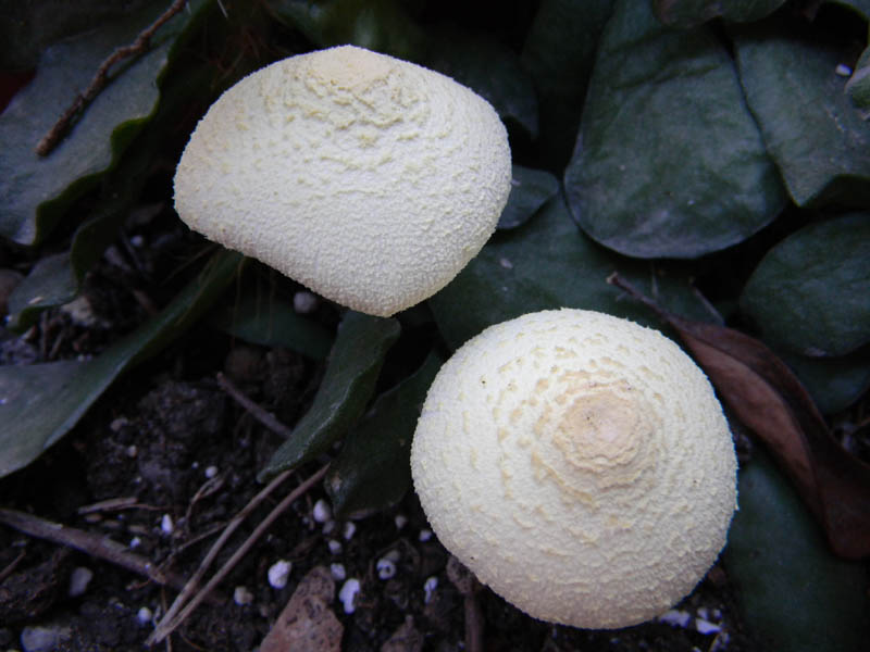 Leucocoprinus birnbaumii fotog.il 30/31.08.2010.