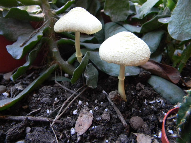 Leucocoprinus birnbaumii fotog.il 30/31.08.2010.