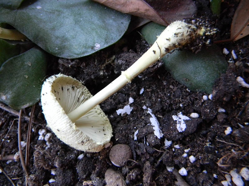 Leucocoprinus birnbaumii fotog.il 30/31.08.2010.