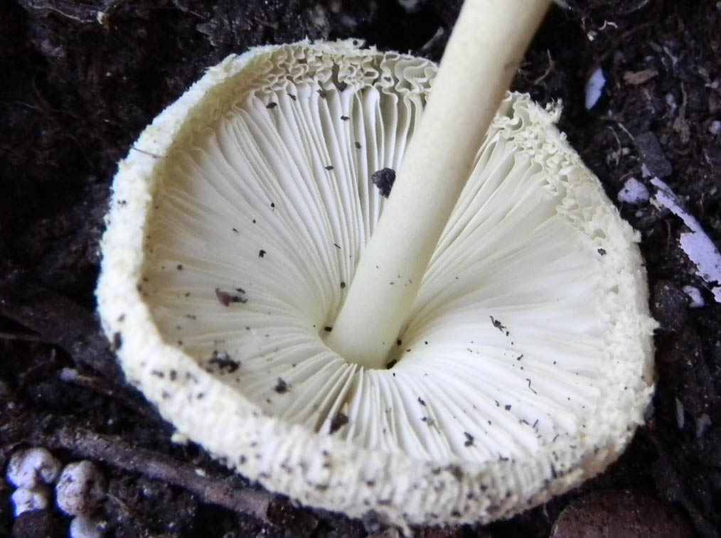 Leucocoprinus birnbaumii fotog.il 30/31.08.2010.