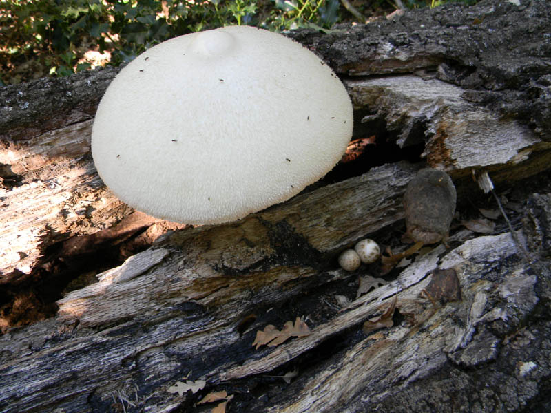 Volvariella bombycina fotog. il 10.09.2010.