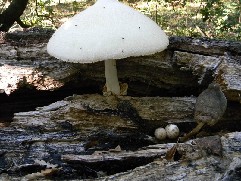 Volvariella bombycina fotog. il 10.09.2010.