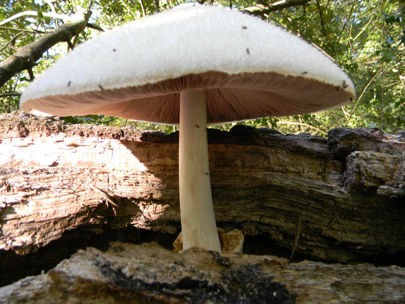 Volvariella bombycina fotog. il 10.09.2010.