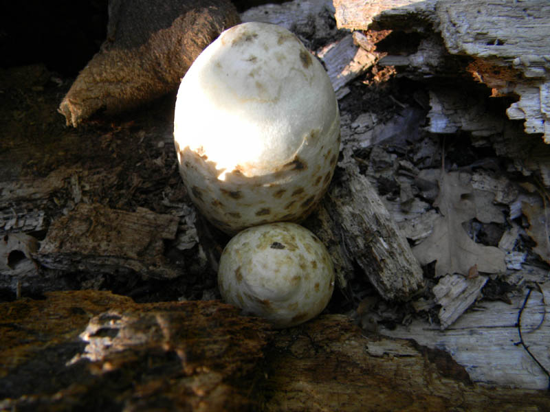 Volvariella bombycina fotog. il 10.09.2010.