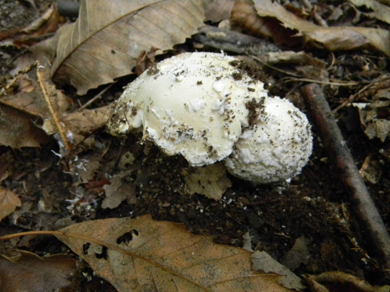 Amanita fotografata 1.10.2010.