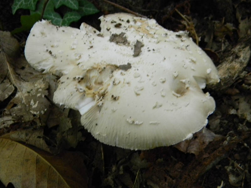 Amanita fotografata 1.10.2010.