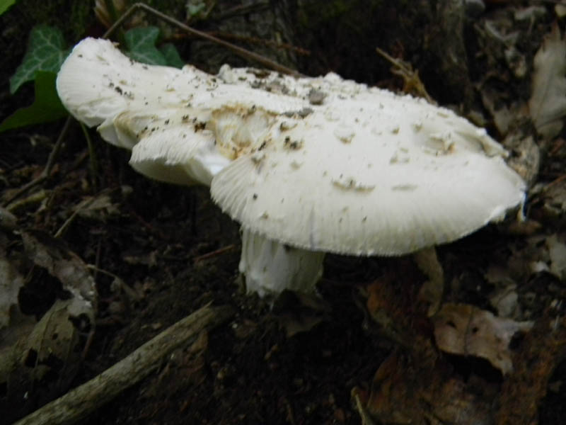 Amanita fotografata 1.10.2010.