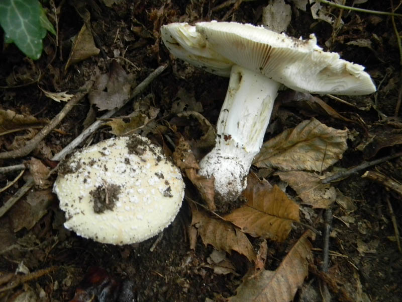 Amanita fotografata 1.10.2010.