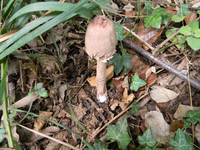 Macrolepiota fotog.8.10.2010.