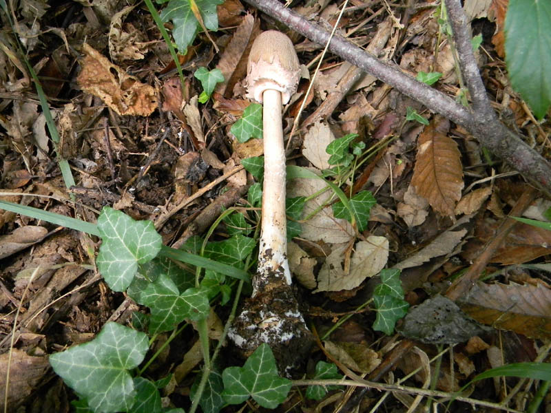 Macrolepiota fotog.8.10.2010.