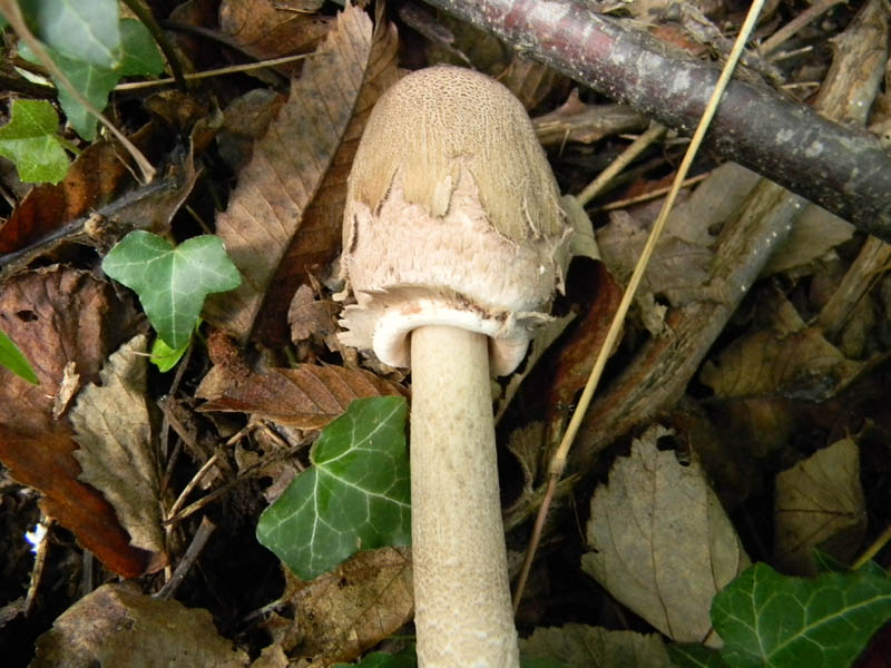 Macrolepiota fotog.8.10.2010.